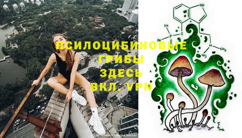 закладка  Чкаловск  Галлюциногенные грибы Cubensis 